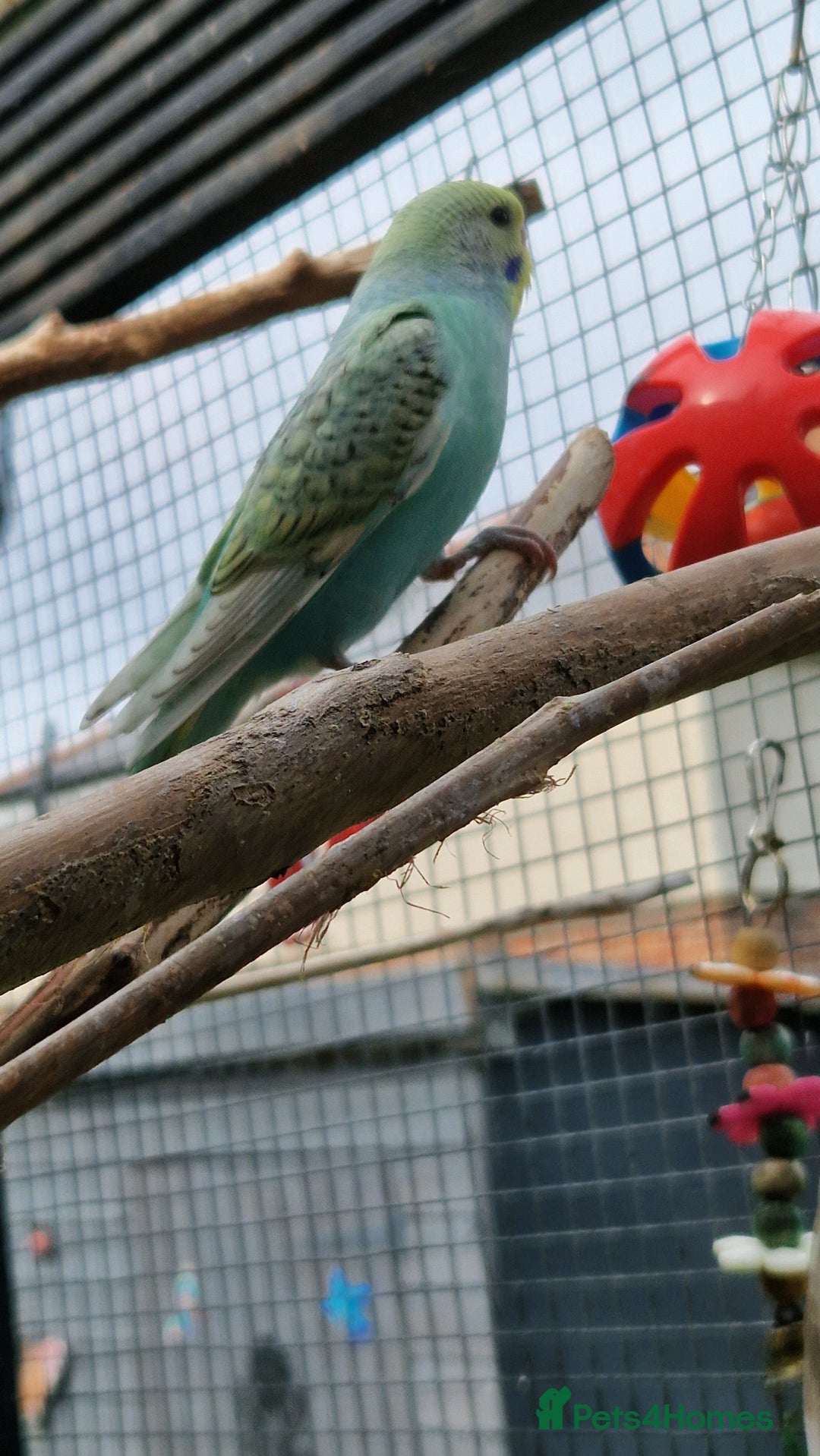 Budgerigars birds for sale: 6 baby budgies for sale from £30 to £40 - Image 9