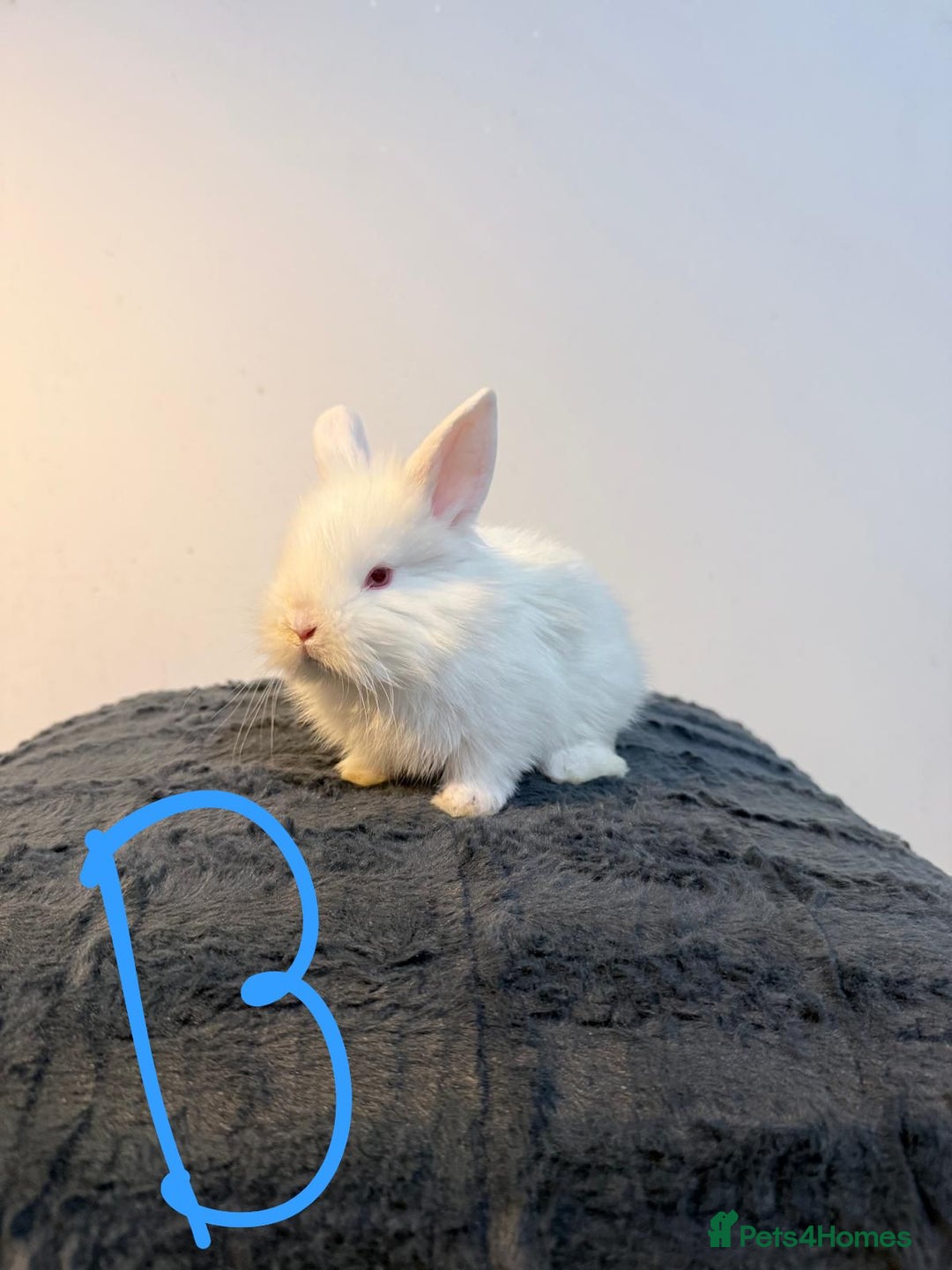 Lionhead rabbits for sale: Very beautiful - Double Mained lionhead babies. - Advert 9