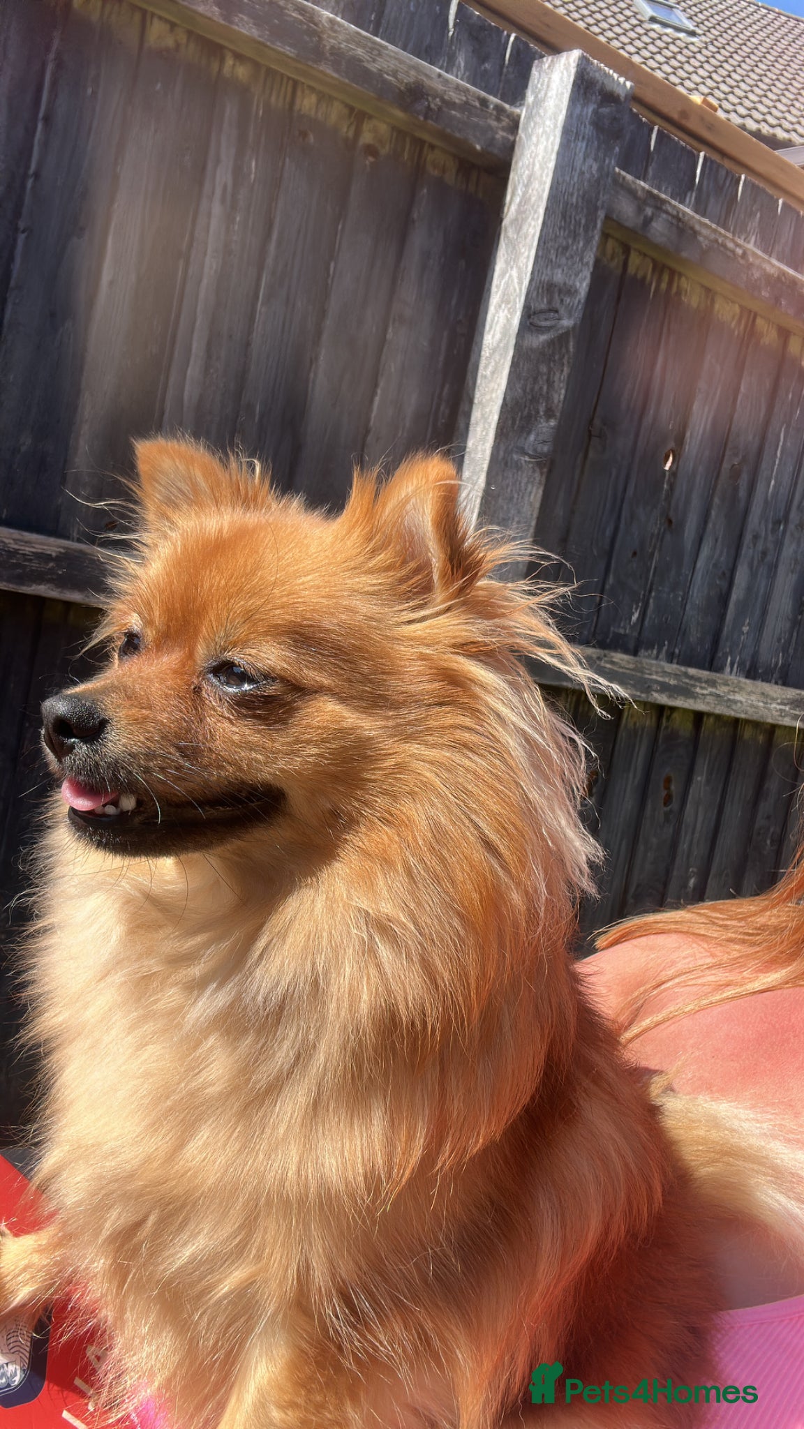 Pomeranian dogs for sale: Looking for her new family - Advert 8