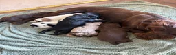 Cocker Spaniel dogs for sale: Cocker spaniel puppies  - Advert 24