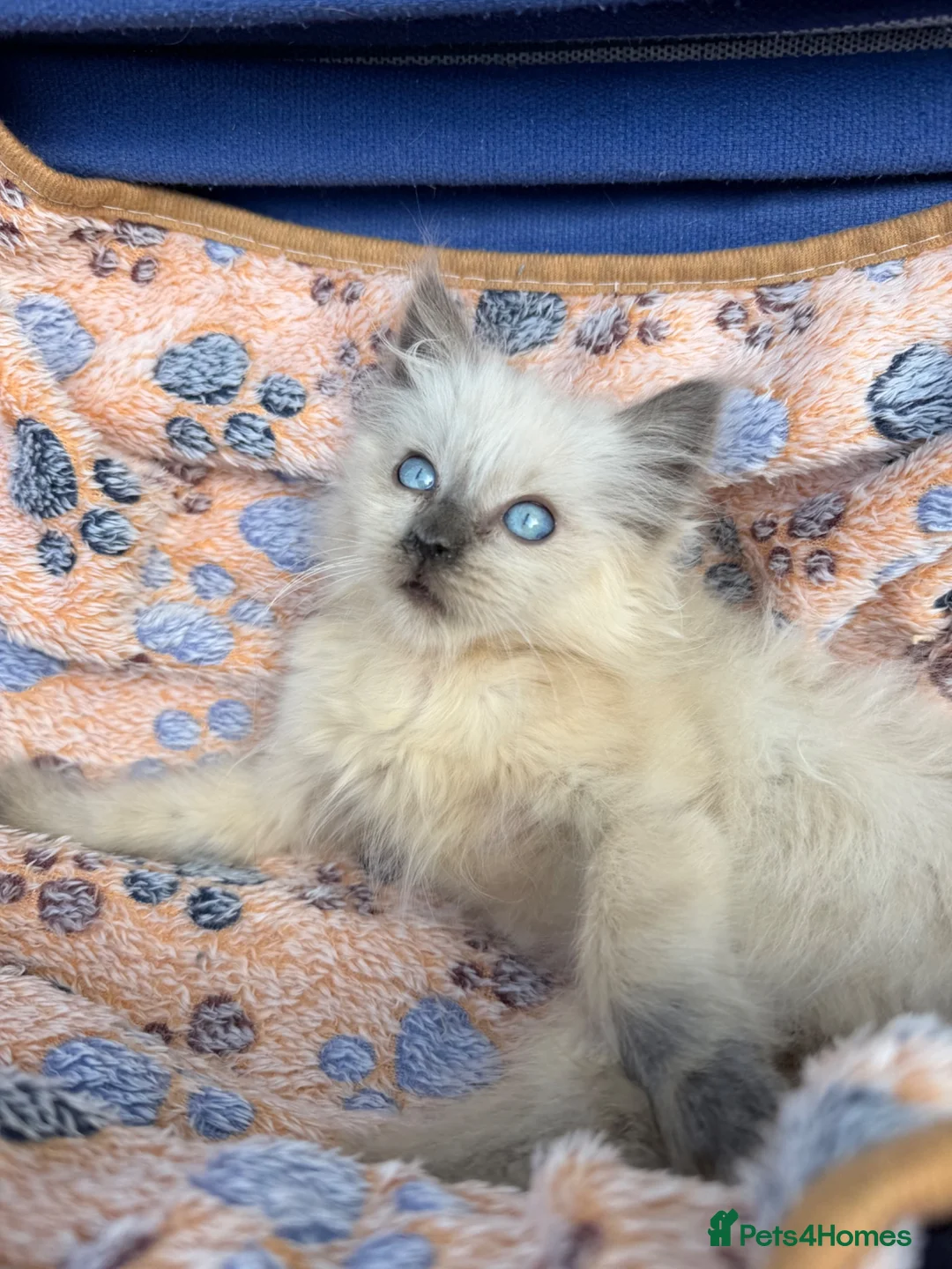 Birman cats for sale: Beautiful Female Birman Kitten – 9 Weeks  - Advert 2