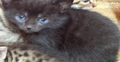 Mixed Breed cats - Advert 5