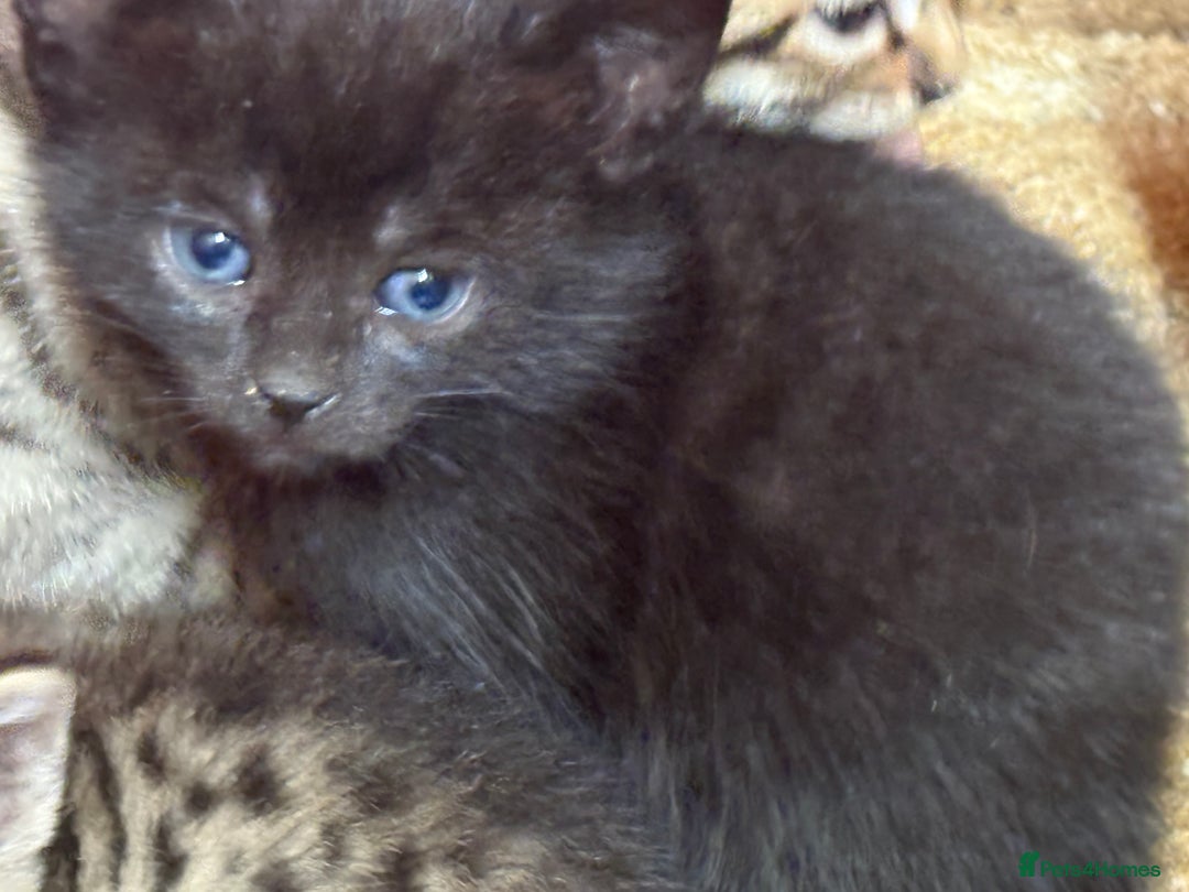 Mixed Breed cats for sale: Bombay x Bengal kittens  - Image 3