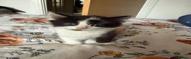 British Shorthair 3