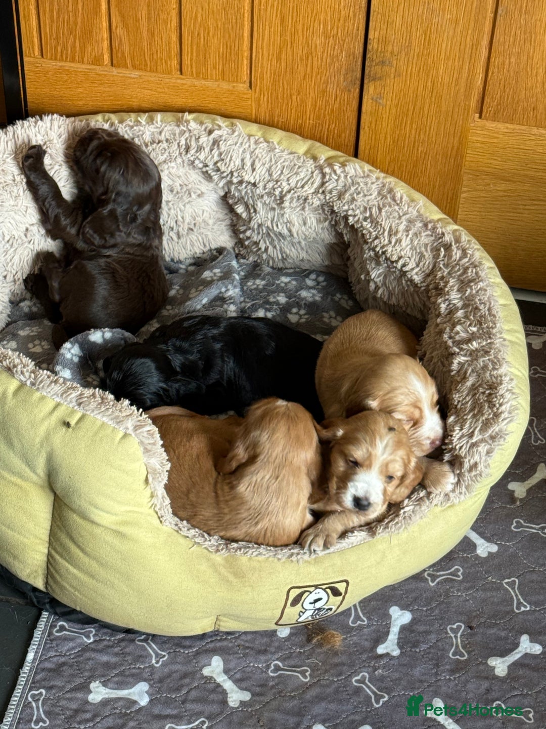 Cocker Spaniel dogs for sale: Cocker spaniel puppies for sale  - Image 19