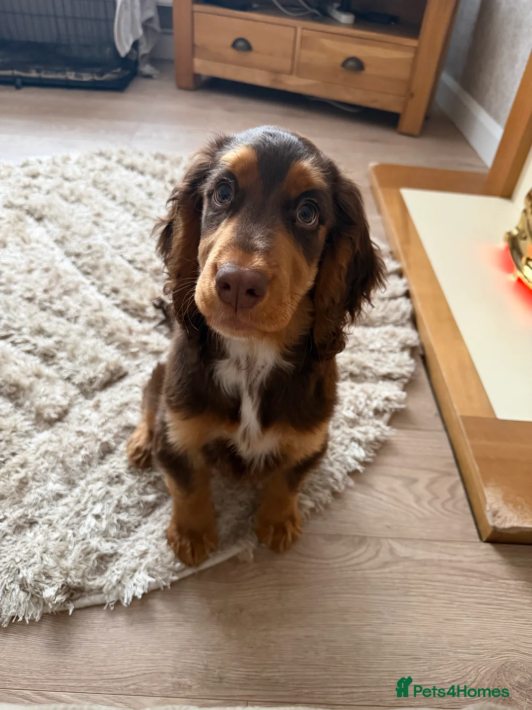 Cocker Spaniel dogs for sale: Cocker Spaniel Puppy - Rolo  - Advert 4