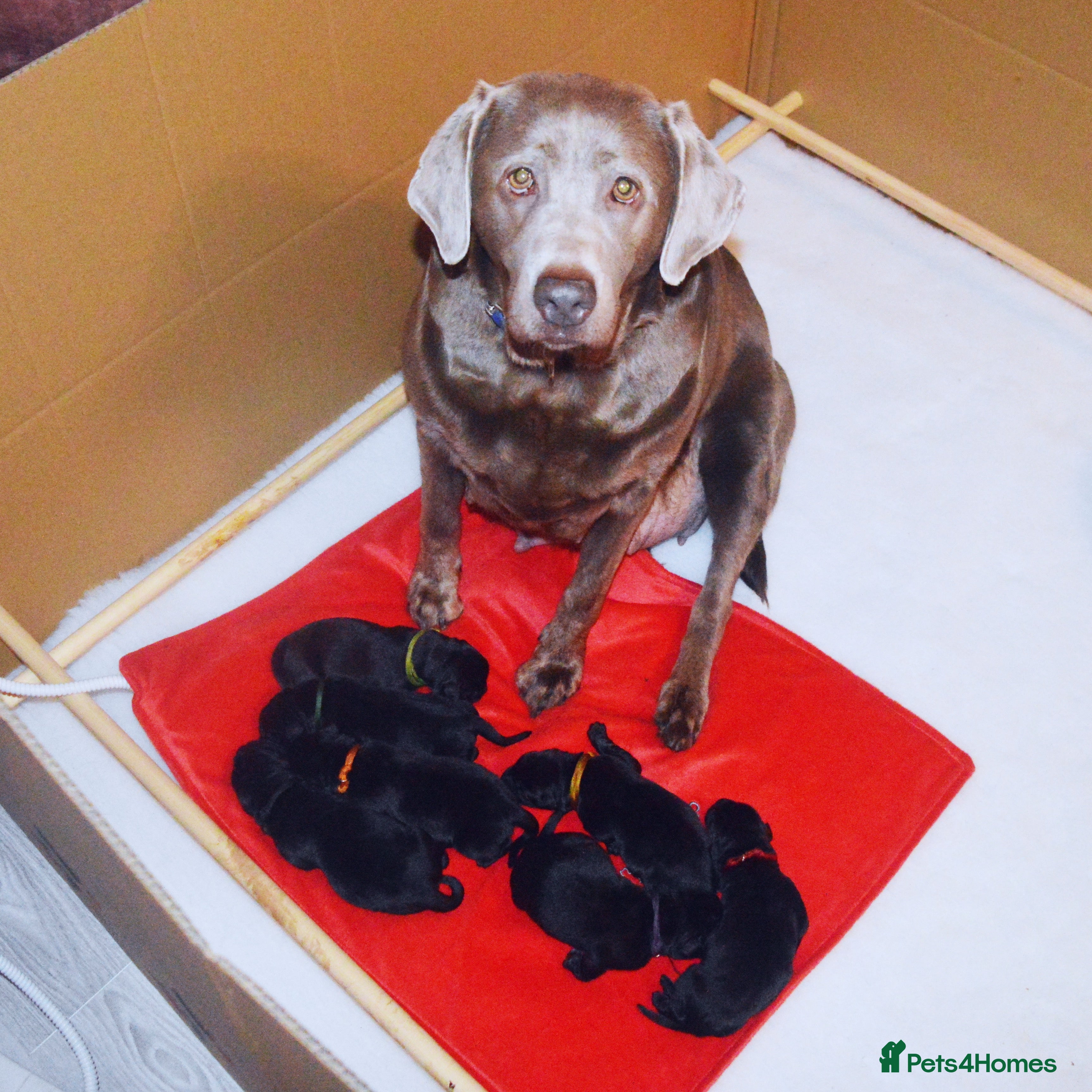 Labrador Retriever dogs FULLY HEALTH TESTED KC STUNNING CHUNKY LABRADORS  - Advert 18