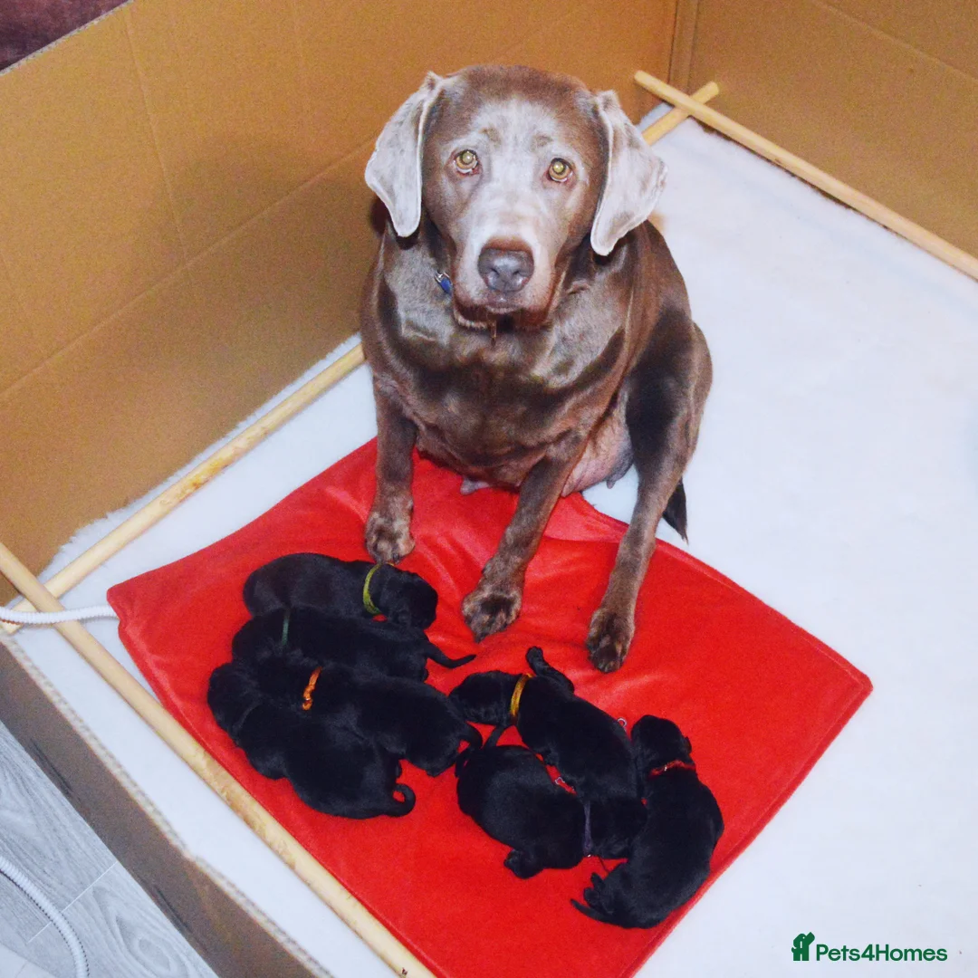 Labrador Retriever dogs for sale: FULLY HEALTH TESTED KC STUNNING CHUNKY LABRADORS  - Advert 8