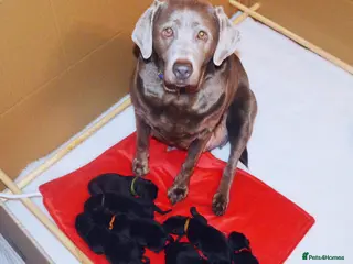 Labrador Retriever dogs FULLY HEALTH TESTED KC STUNNING CHUNKY LABRADORS - Advert 18