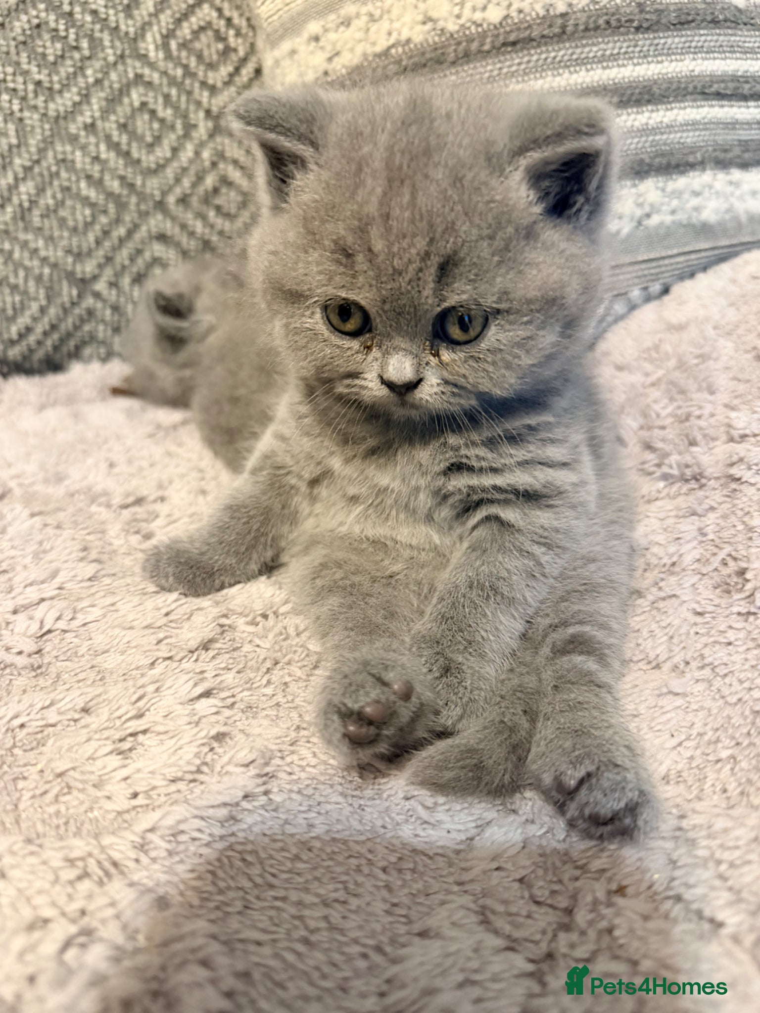 British Shorthair cats GCCF British Shorthair Blue Kittens-Champion Lines - Advert 1