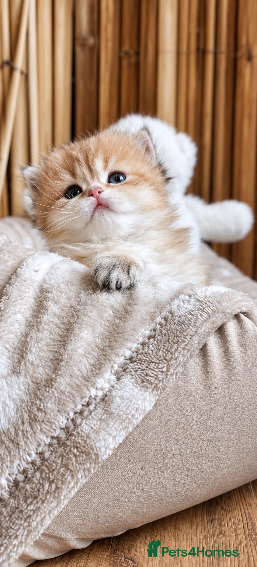 British Longhair cats for sale: British angels 😇🐾 - Advert 16