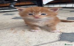 Maine Coon cats for sale: Maine Coon Kittens  - Image 9