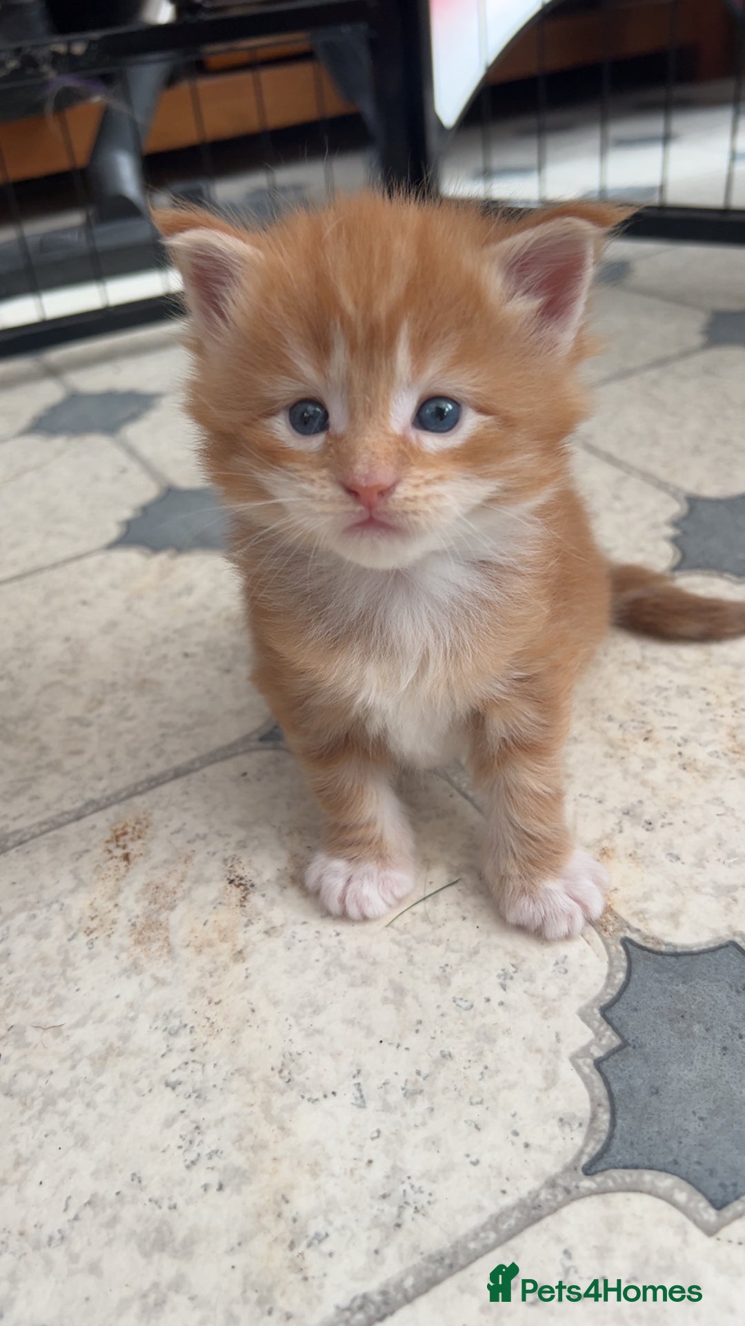 Maine Coon cats for sale: Maine Coon Kittens  - Image 9
