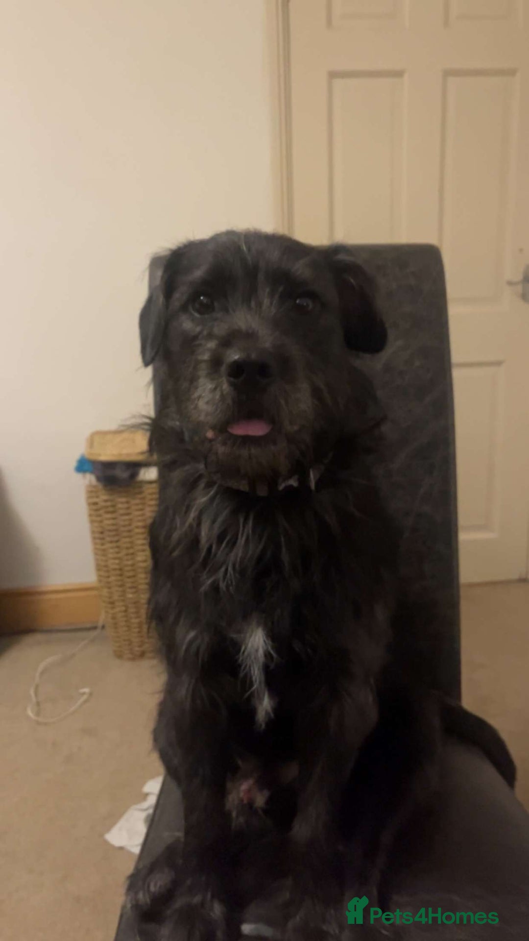 Mixed Breed dogs for sale: Mowgli/Mogi - Advert 10