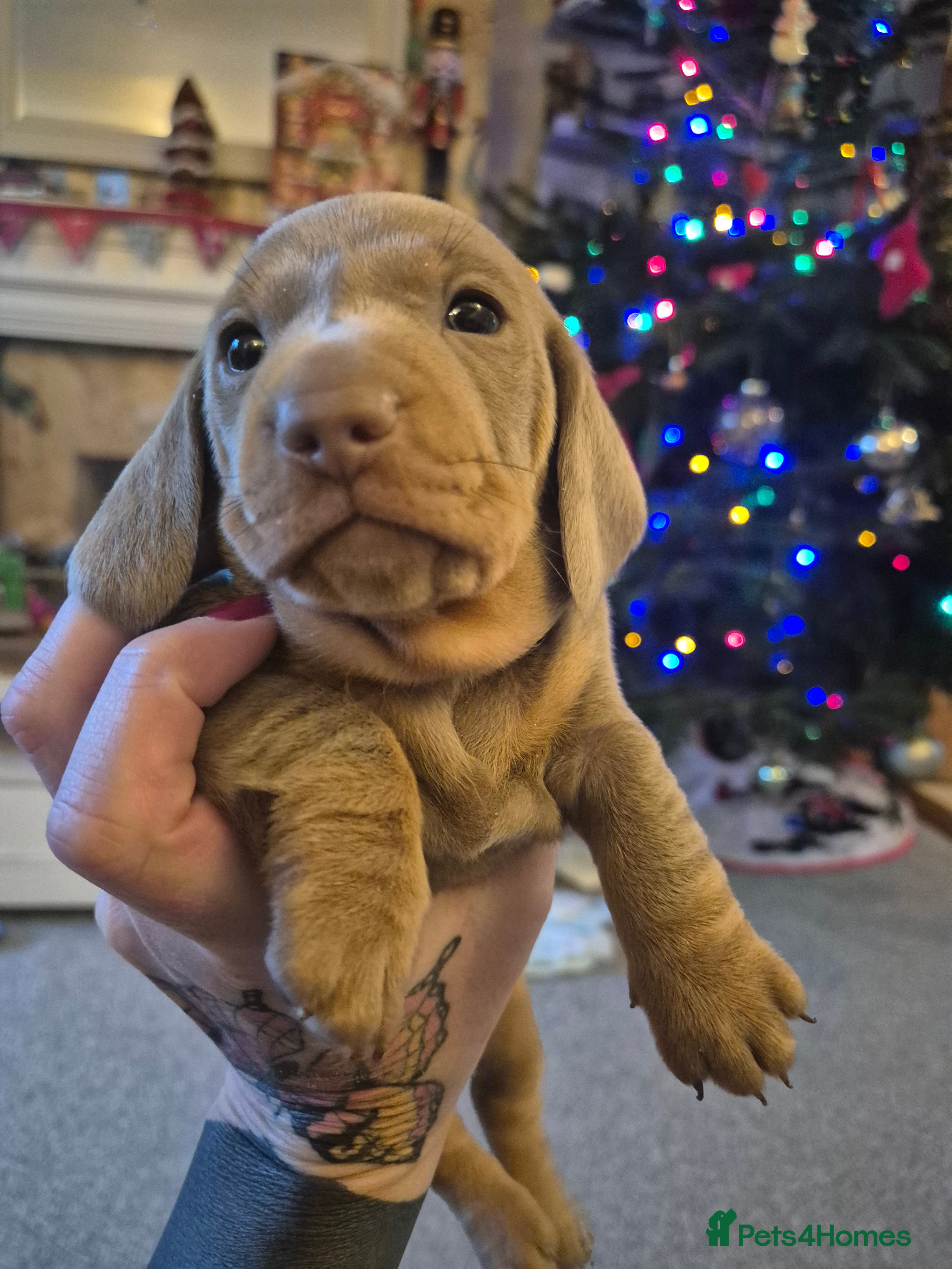 Dachshund dogs Male miniature dauchounds puppys - Advert 14