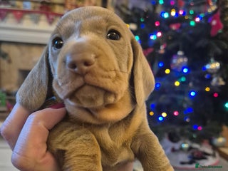 Dachshund dogs Male miniature dauchounds puppys - Advert 7