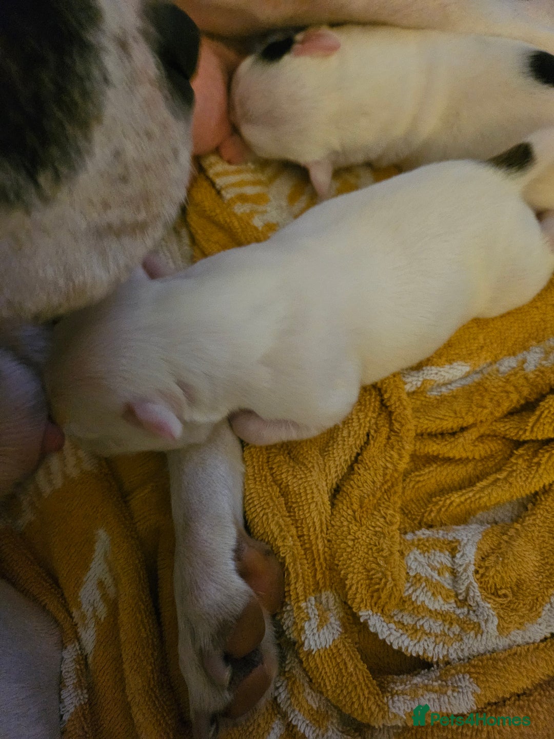 Staffordshire Bull Terrier dogs for sale: Staffy puppies - Advert 5