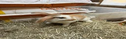 Mixed Breed rabbits for sale: For wonderful bunnies  - Advert 3