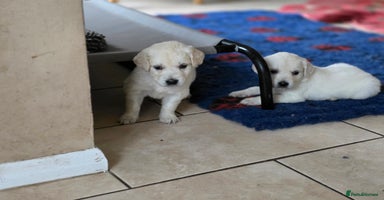 Golden Retriever dogs - Advert 1