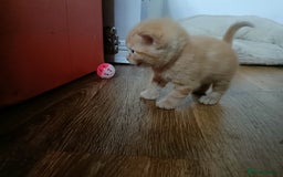 Mixed Breed cats for sale: Sweet kittens for sale - Image 6