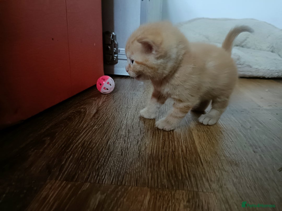 Mixed Breed cats for sale: Sweet kittens for sale - Image 6