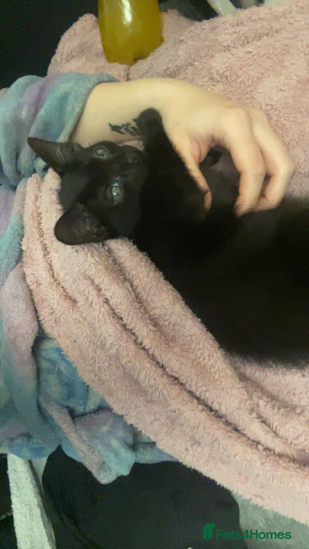 Mixed Breed cats for sale: Kitten - Advert 3