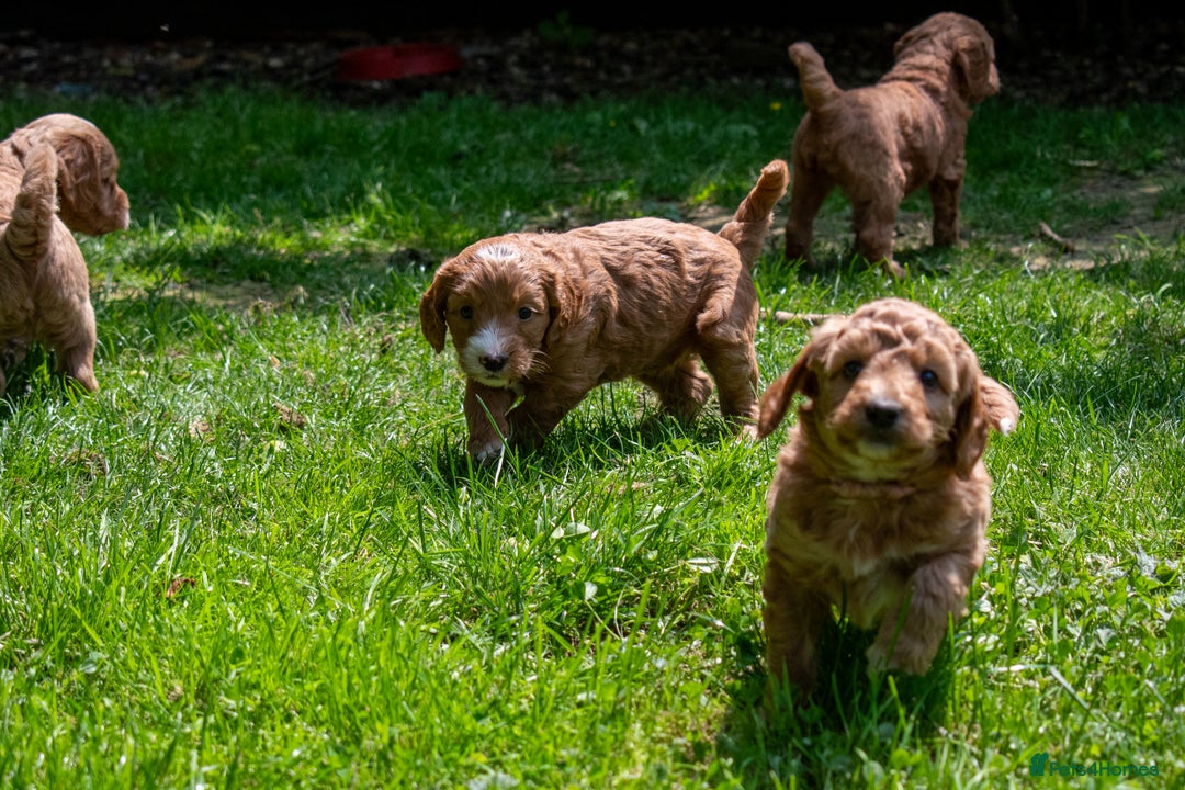Goldendoodle dogs for sale: F1b Miniature Goldendoodle Waiting List - Advert 4
