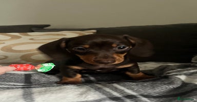 Miniature Dachshund dogs - Advert 14