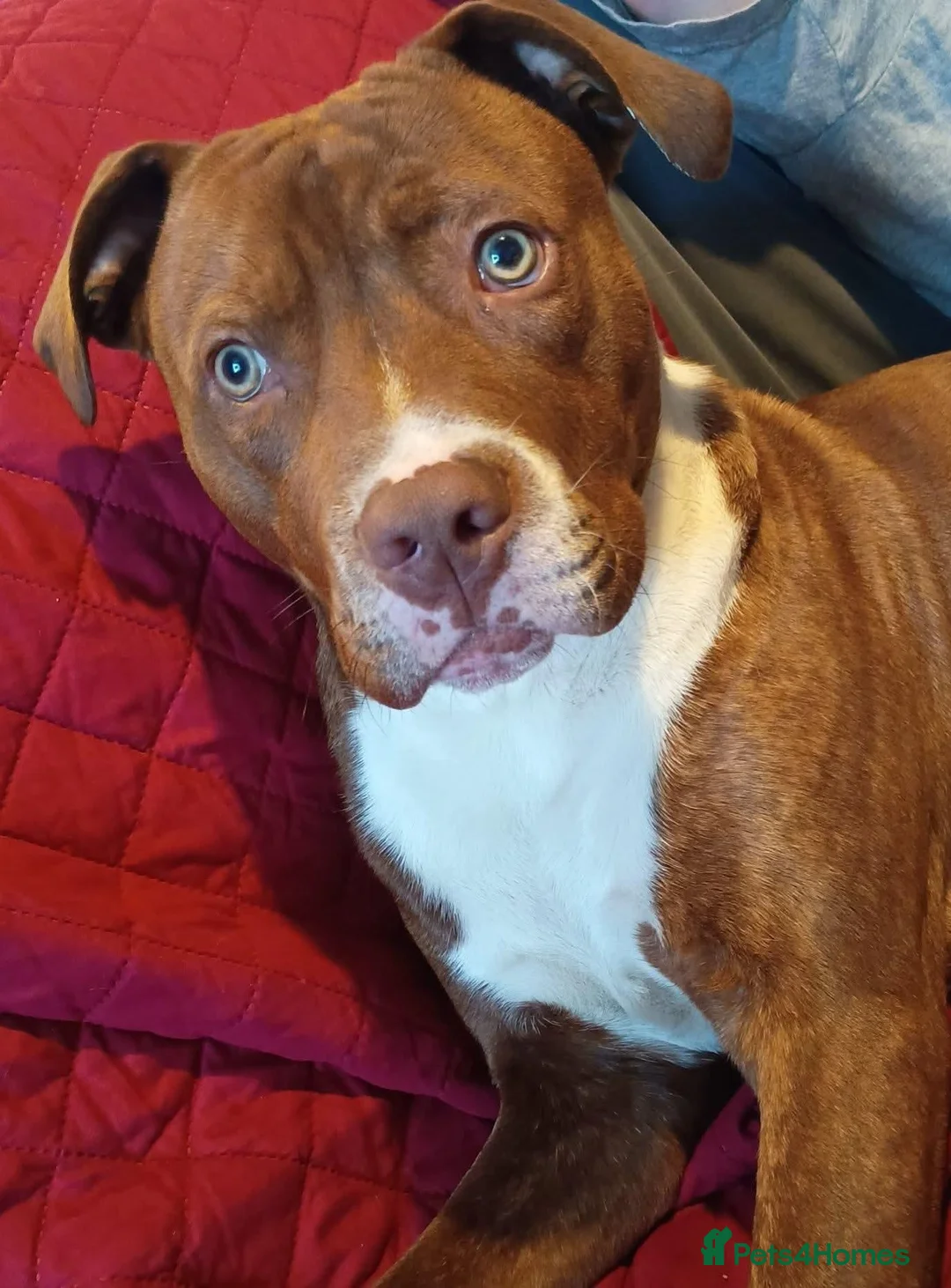 American Bulldog dogs for sale: American bulldog just over a year old  - Advert 5