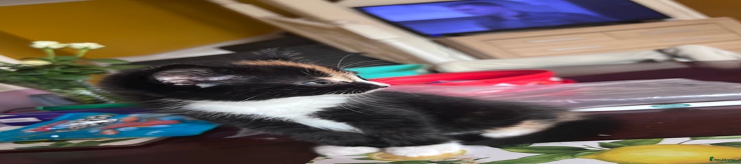 Mixed Breed Kitten 4