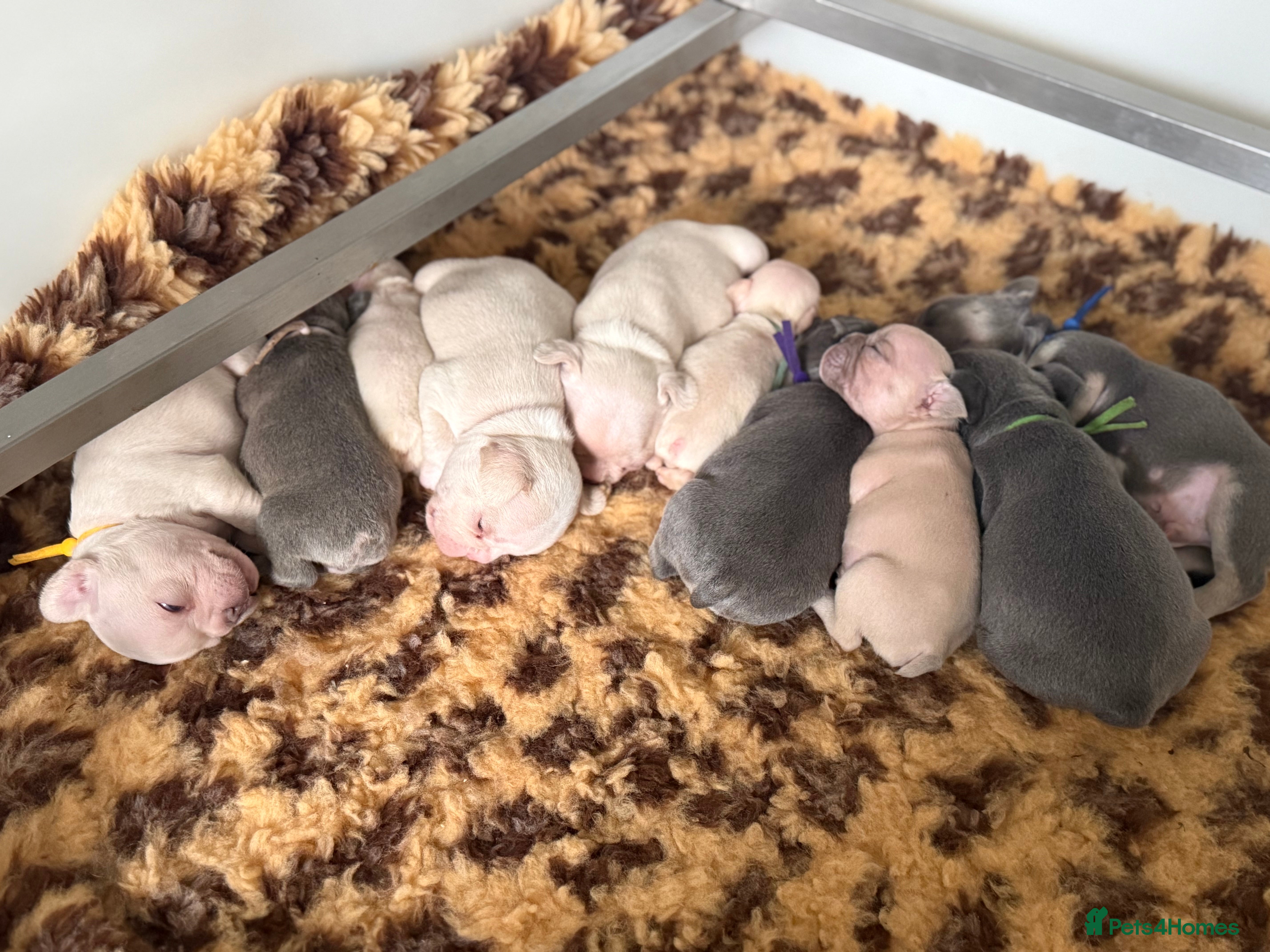 French Bulldog dogs Highly Health tested French Bulldog Puppies - Advert 17