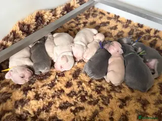 French Bulldog dogs Highly Health tested French Bulldog Puppies - Advert 17