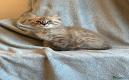 Ragdoll cats for sale: 6 Beautiful Ragdoll x Bengal kittens - Image 6