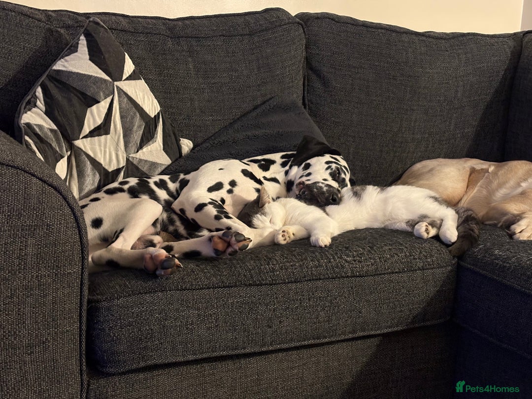 Mixed Breed dogs for sale: Beautiful Dalmador (lab X Dalmatian) puppies..!  - Advert 28