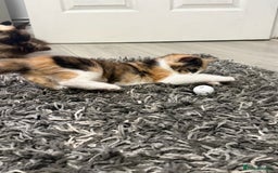 Ragdoll cats for sale: Adorable Ragdoll/Turkish Angora Female Kitten - Image 6