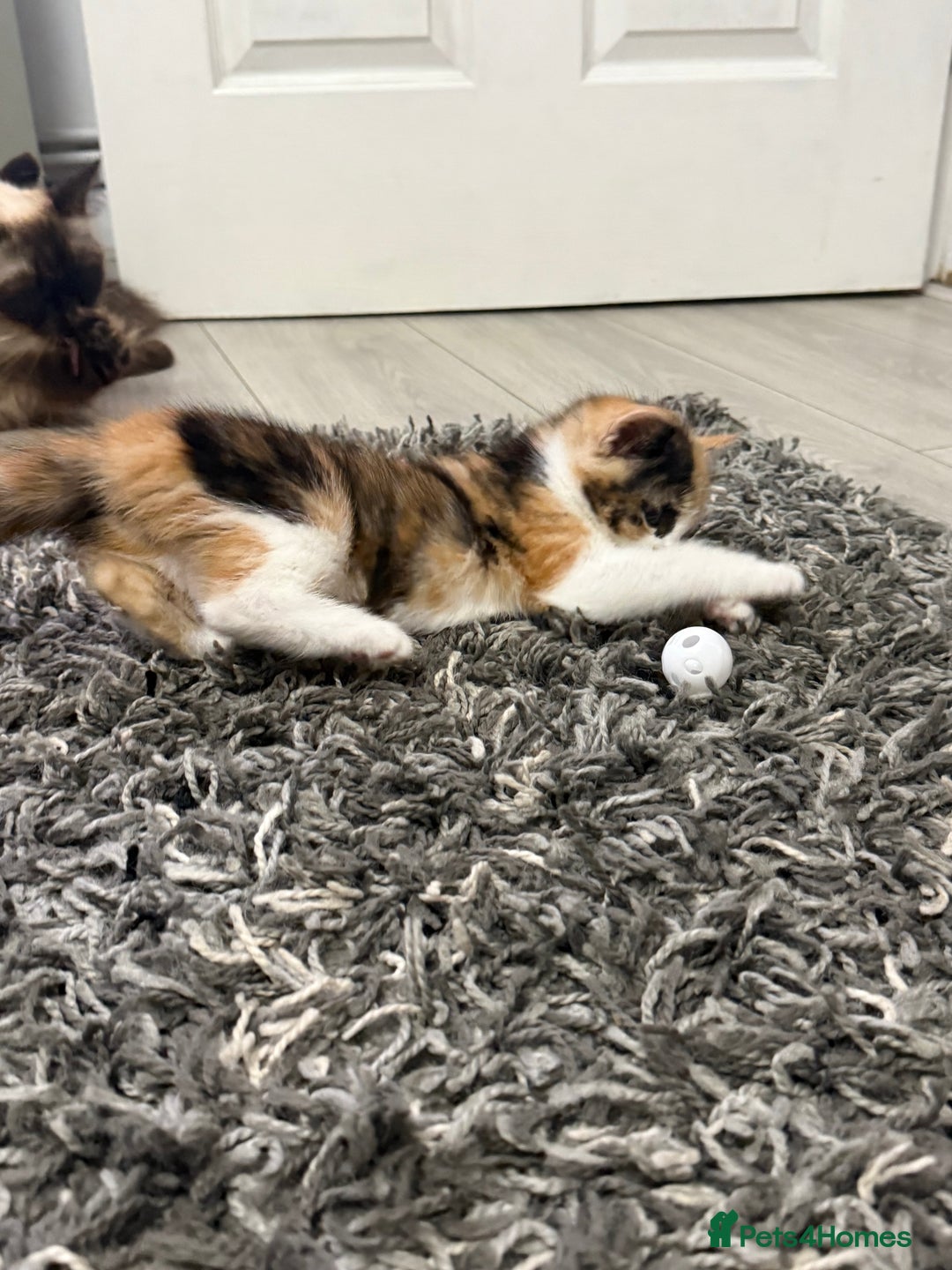 Ragdoll cats for sale: Adorable Ragdoll/Turkish Angora Female Kitten - Image 6