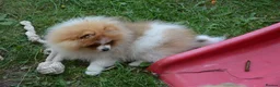 Pomeranian dogs for sale: PACO - Beautiful Pomeranian Boy - Advert 15