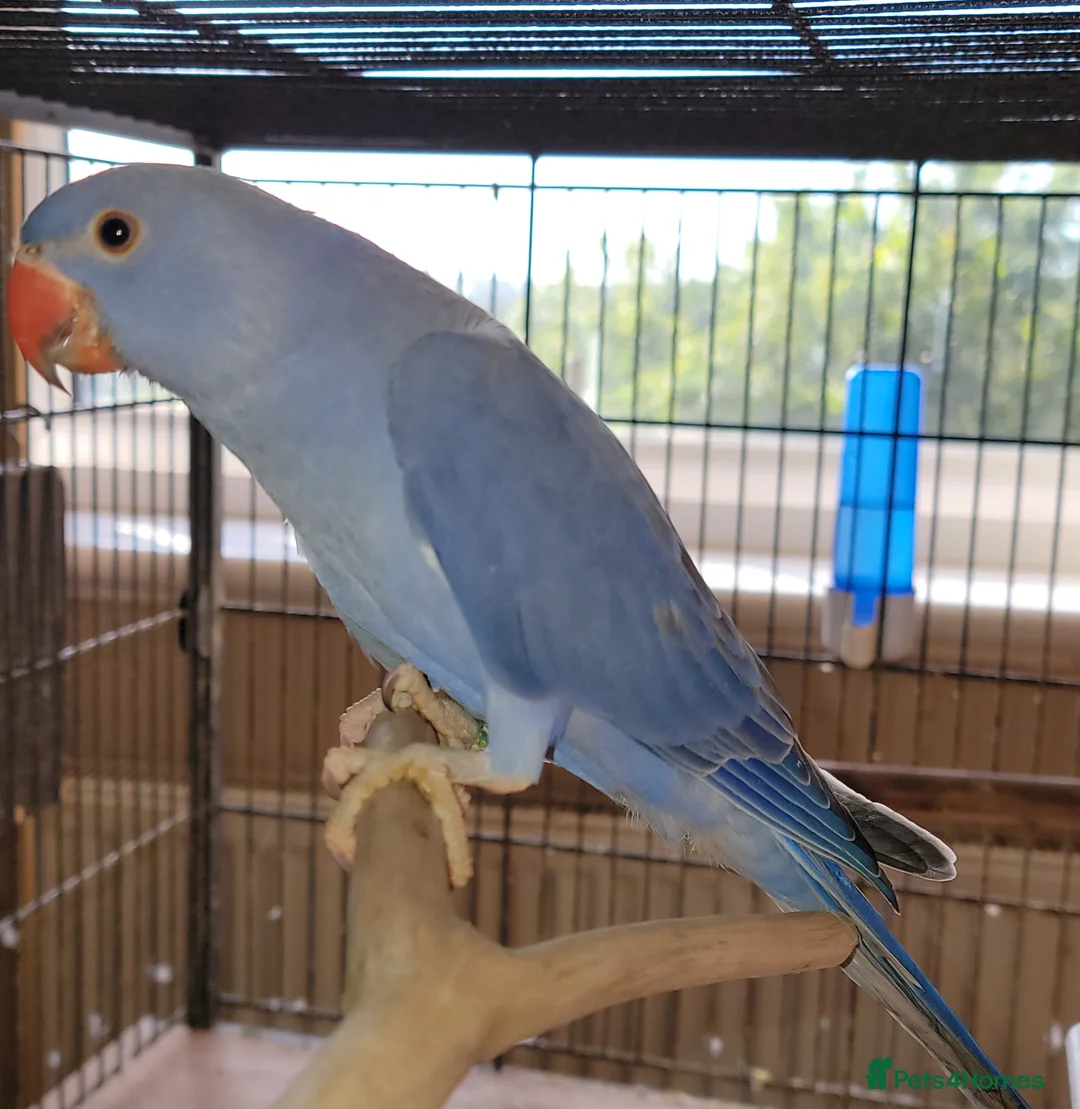 Ringnecks birds for sale: Juveniles Ringnecks - Advert 5