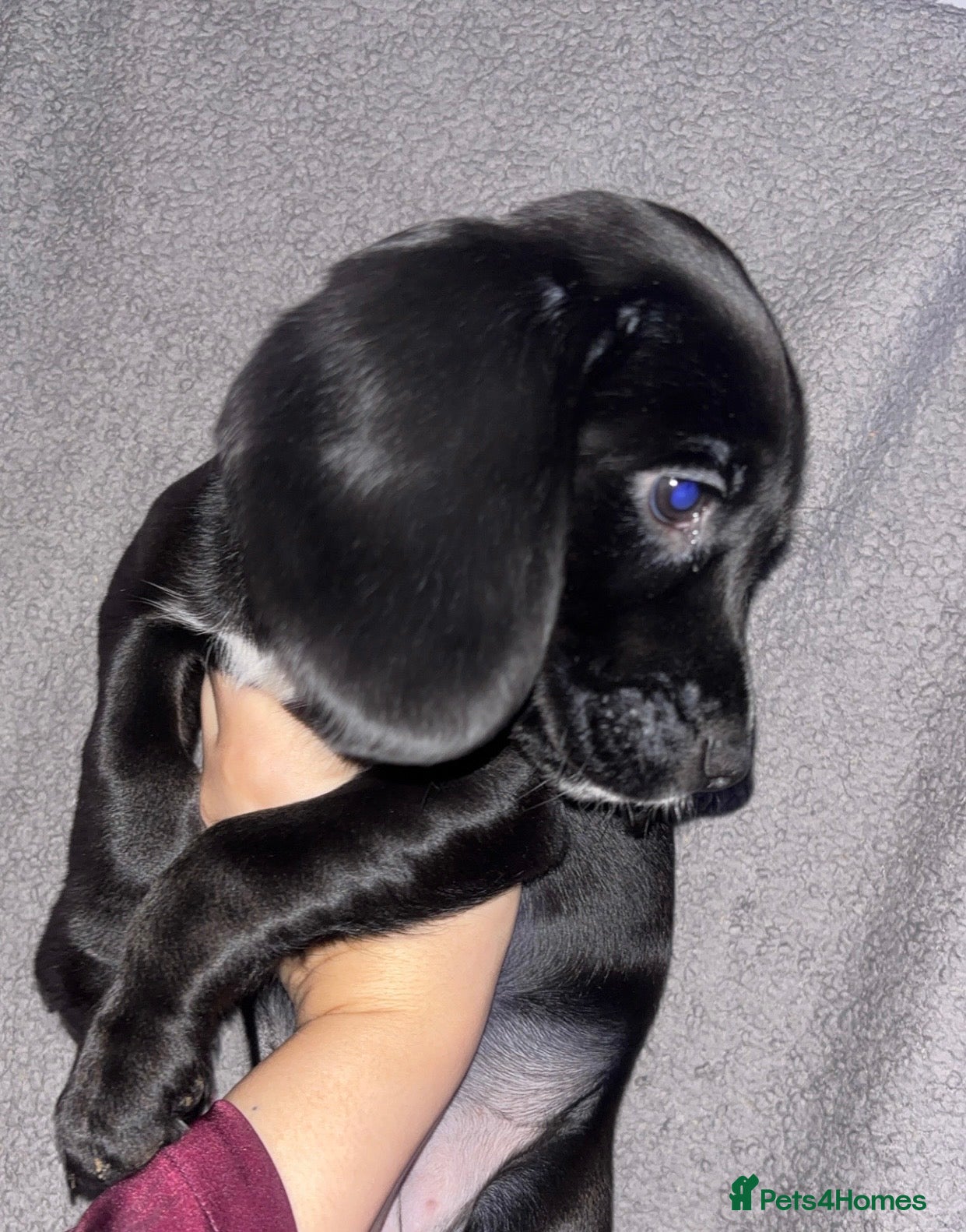 Cockerdor dogs Exceptional cockerdor female  - Advert 2