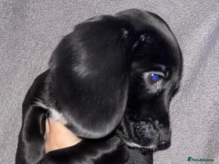 Cockerdor dogs Exceptional cockerdor female - Advert 2