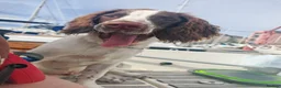 English Springer Spaniel dogs for sale: Rehoming much loved pup in Skegness - Advert 12