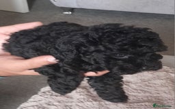 Cavapoo dogs for sale: Toy cavapoos - Image 9