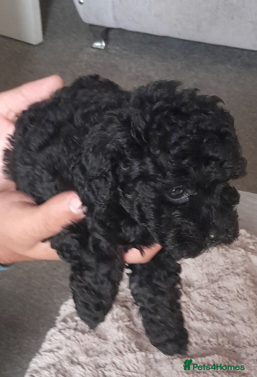Cavapoo dogs for sale: Toy cavapoos - Image 9