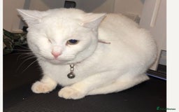 Khao Manee cats for sale: Cat for sale - Image 1