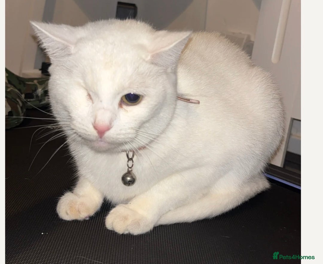 Khao Manee cats for sale: Cat for sale - Image 1