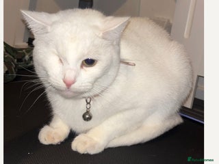 Khao Manee cats - Advert 18