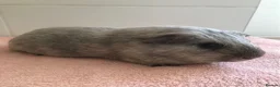 Guinea Pig rodents for sale: Retired Teddy Sow - Black Sow & Tweed Boar - Advert 8