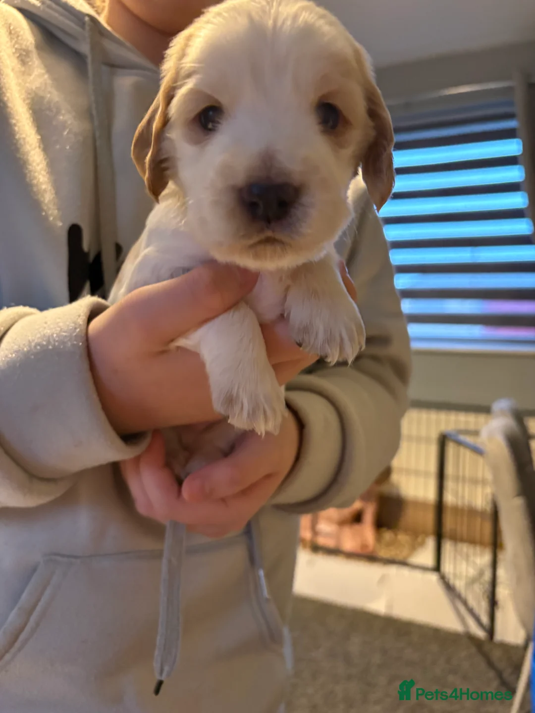 Cocker Spaniel dogs for sale: Cocker spaniel puppies  in Rotherham - Advert 24