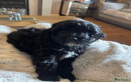 Cockapoo dogs for sale: 4 beautiful boys.  - Image 4