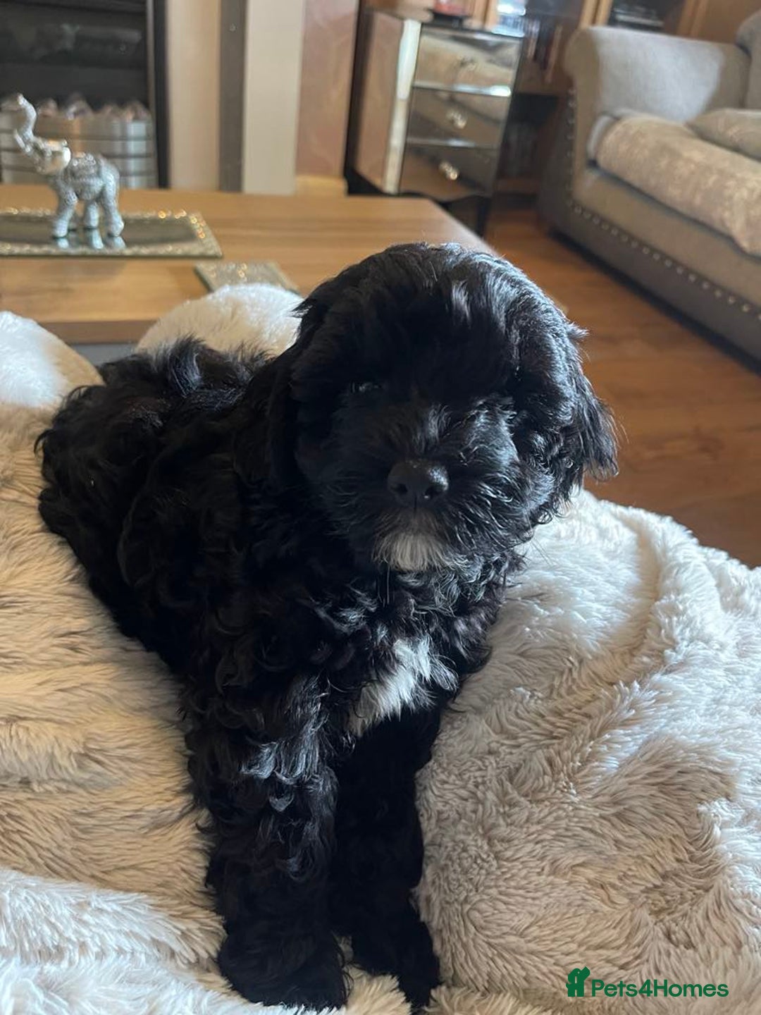 Cockapoo dogs for sale: 4 beautiful boys.  - Image 4